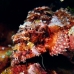 scorpionfish_papuan_shag_v_0705_png0905.jpg